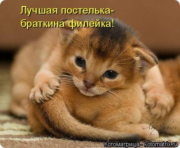 Новая отличная котоматрица (38 фото)
