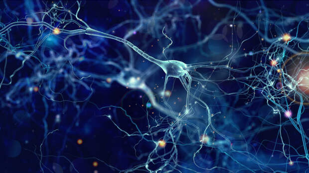Почему нейроны такие разные?