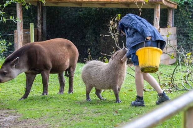 В зоопарке Британии усыпили капибару и тапира, «чтобы спасти от одиночества»