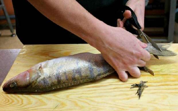 Если у рыбы острые плавники, их нужно обрезать первым делом / Фото: ribolovrus.ru