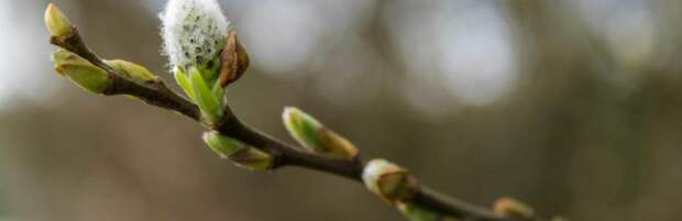 До +22 и без осадков: погода в Алматы 11 апреля