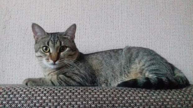 котенок нашел дом полосатый кот