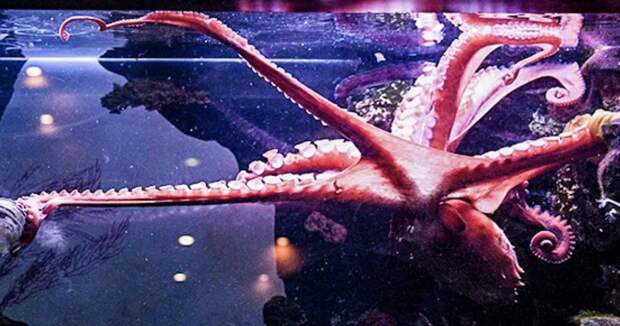 У осьминогов нашли любимую щупальцу