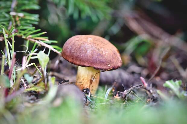 Грибной сезон: когда можно собирать грибы в Московской области летом 2023 года