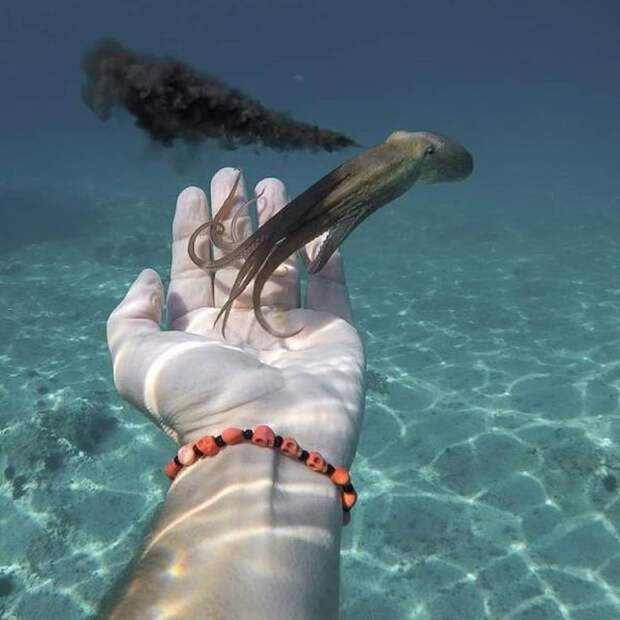 чернила осьминога