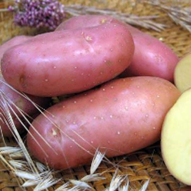борная кислота; картофель