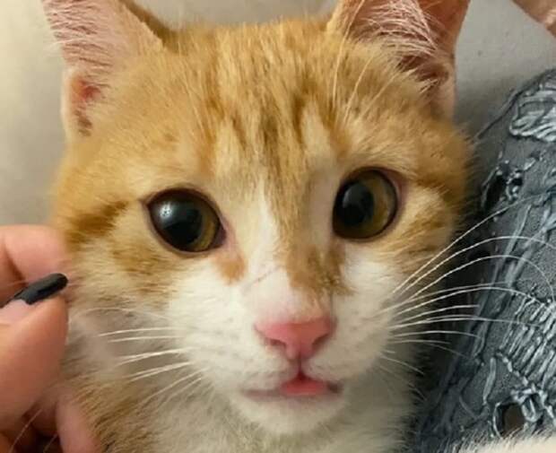Котенок забавно смотрит Забавный котик