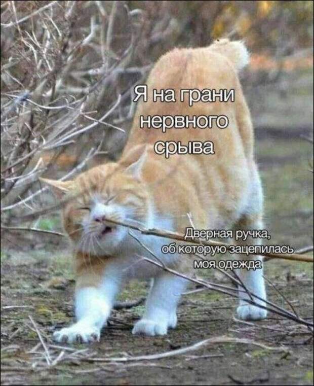 Прикольные картинки в ассортименте!!!