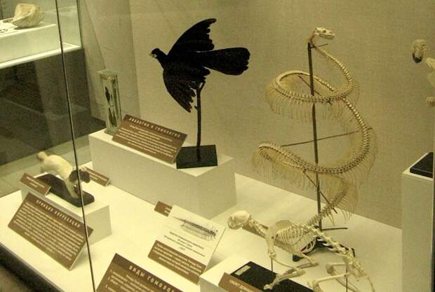 Дарвиновский музей: птица додо, история, коллекции и современные технологии