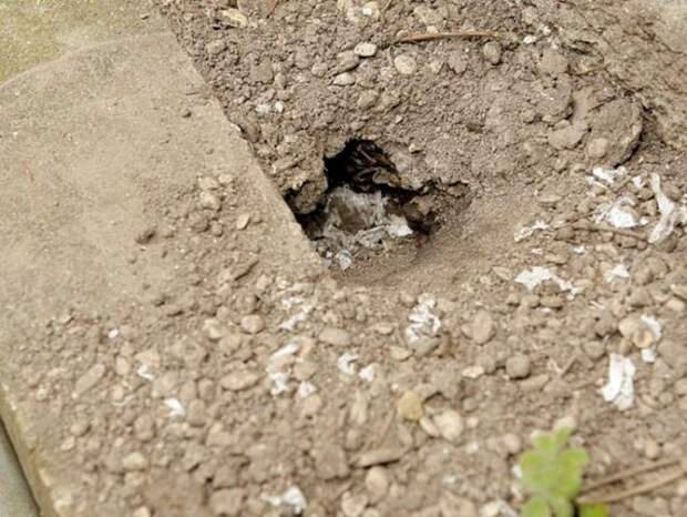 Тинк, хомяк, воскрес