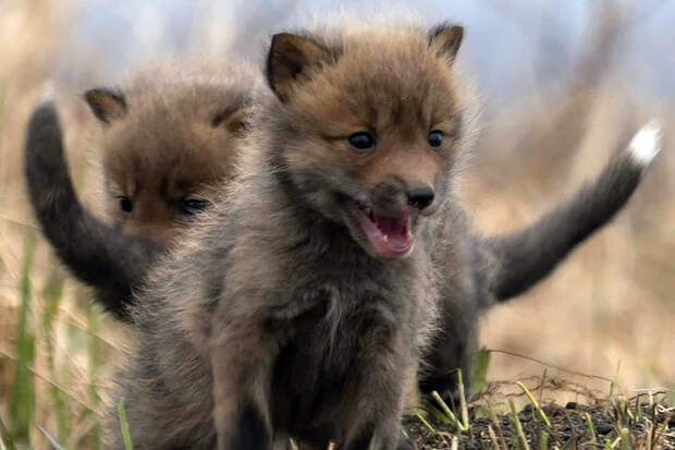 Звёздная пара лис вывела потомство на Камчатке