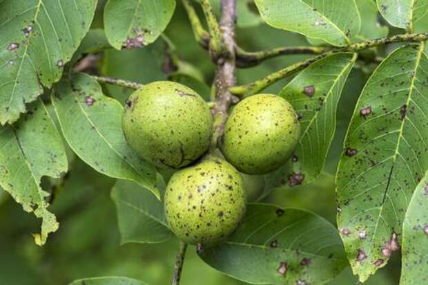 В Динском районе Краснодарского края заложили коллекционный сад грецкого ореха