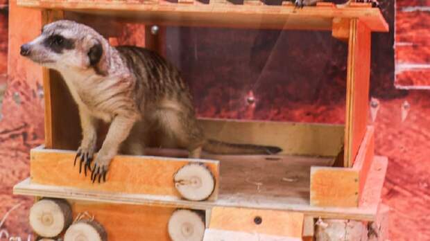 В Екатеринбургском зоопарке поселились сурикаты Роза и Лаванда