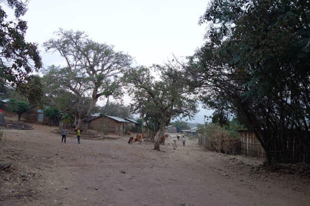 Мужчина гонит стадо крупного рогатого скота через деревню.  