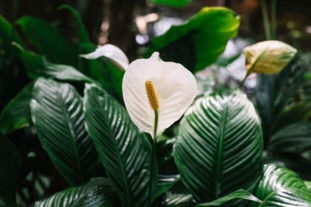 Спатифиллум не цветет и грустит? Экстренная пересадка с обрезкой корней вернет его к жизни