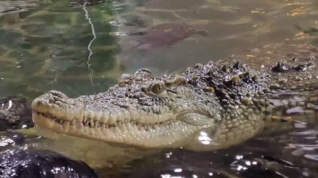 Видео: как кормят крокодила Тотошу в зоопарке