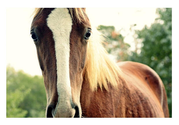 Прелестное животное лошадь