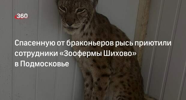 Спасенную от браконьеров рысь приютили сотрудники «Зоофермы Шихово» в Подмосковье