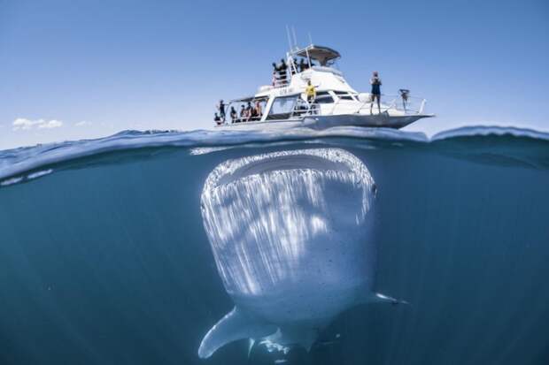 Гигантская китовая акула с огромным ртом подплыла под лодку с туристами австралия, акула, вода, залив, тигровая, фото