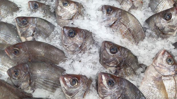 Названы девять полезных свойств рыбы для организма