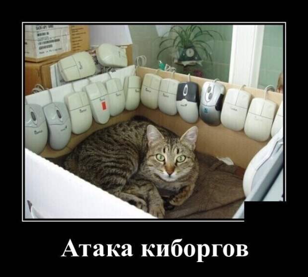 Образ кошки в демотиваторах