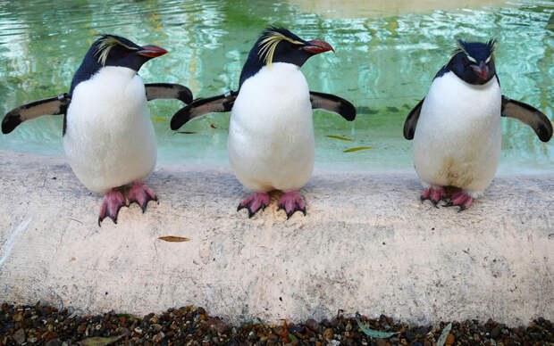 Trio-of-Rockhopper-penguins