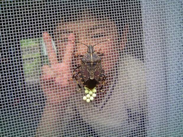 10 насекомых, из-за которых вы передумаете посещать Японию