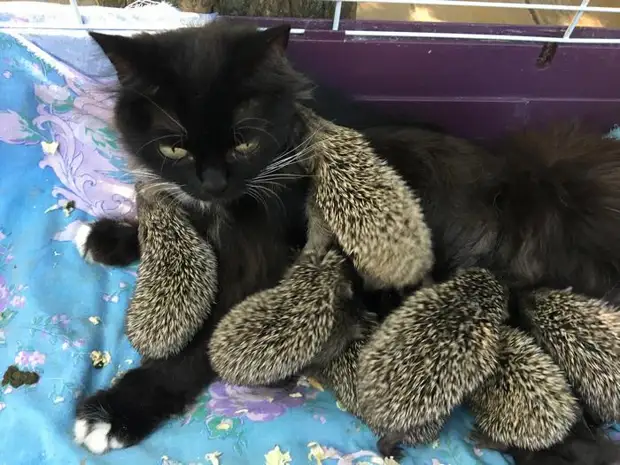 Кошка приютила 8 осиротевших ежат