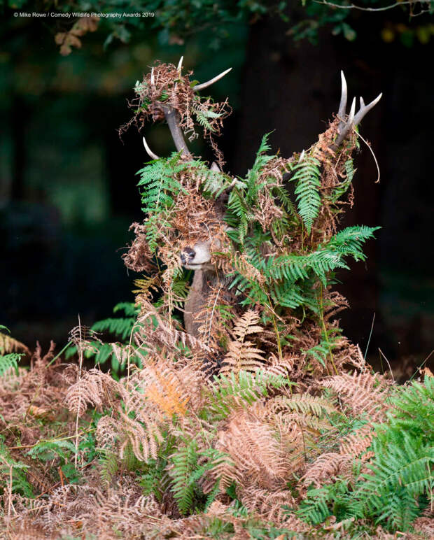 Призеры конкурса фотографий Comedy Wildlife Photography Awards 2019