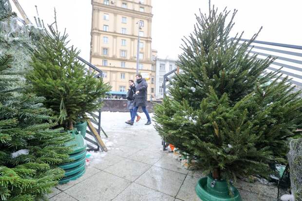 Названы три главные опасности живой елки дома