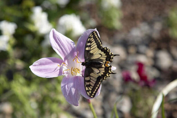 Как получить 11 дней отдыха подряд на майских?