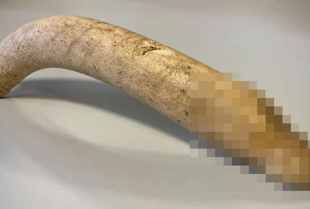 Уникальный древнеримский пенис из кости нашли в старом ящике в музее