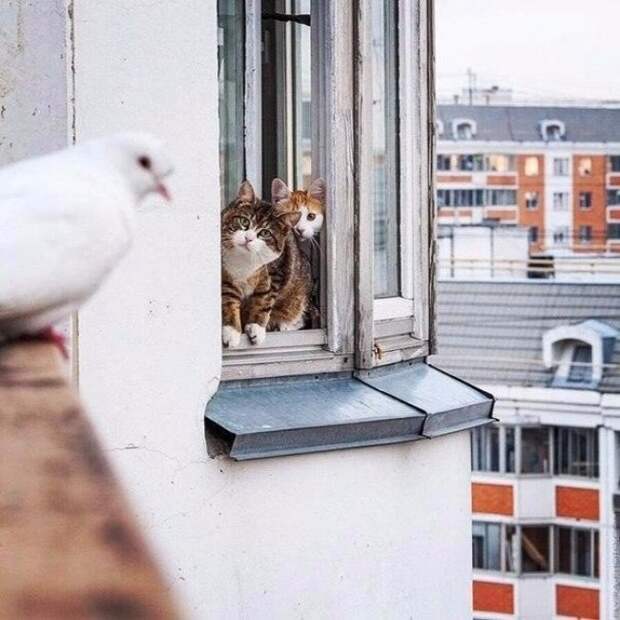 Два кота отговаривают голубя от суицида животные, кошки, смешные