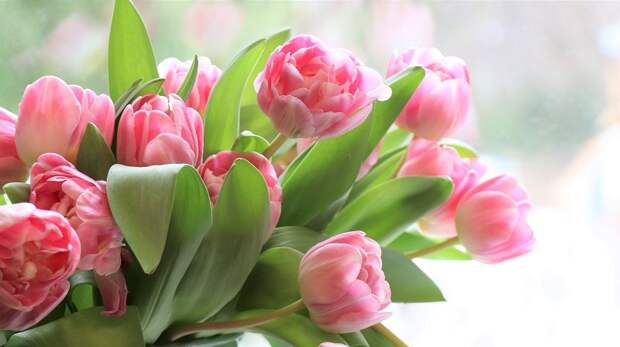 tulips-4026273_1920