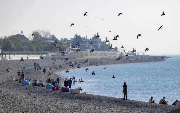 В Сочи обращение с дельфинами в бассейне возле кафе описали словами «это треш»