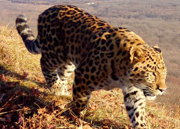 Котёнку из семьи дальневосточных леопардов выбрали имя Фьюжн