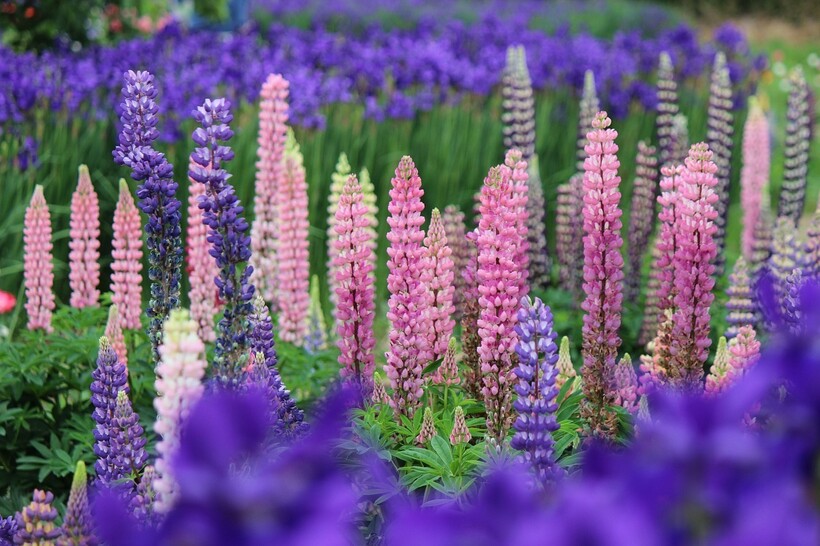 Фото: punch_ra/pixabay.com Фото: punch_ra/pixabay.com