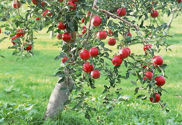 как правильно посадить яблоню весной?