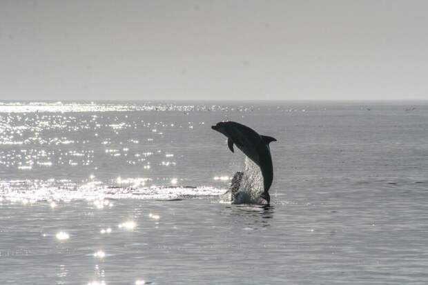 В Сочи появится стационар для лечения дельфинов