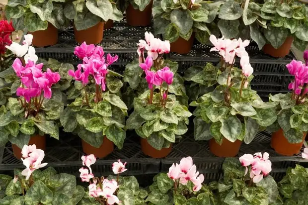 Что можно выращивать на северном балконе – лучшие теневыносливые растения