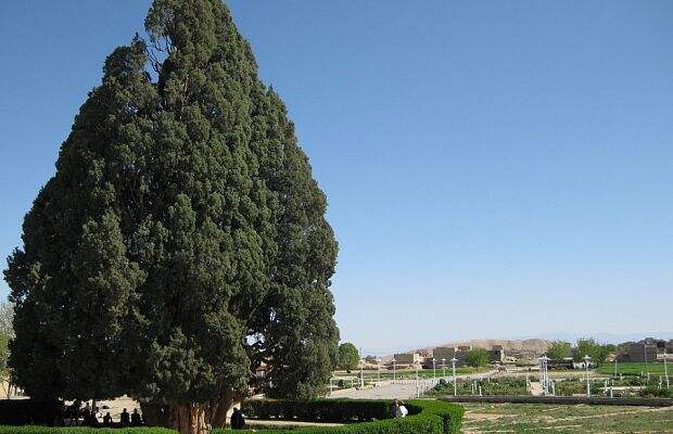 Старейшее дерево в Азии — средиземноморский кипарис Sarv-e-Abarkooh, растущий в Абаркухе, Иран. Приблизительные оценки продолжительности его жизни составляют около 4000 лет, что делает его самым старым существом на территории Азии. Высота дерева достигает 25 метров, а диаметр — 18 метров