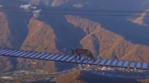 Листа на мосту / Кадр из видео: Kub Mash 