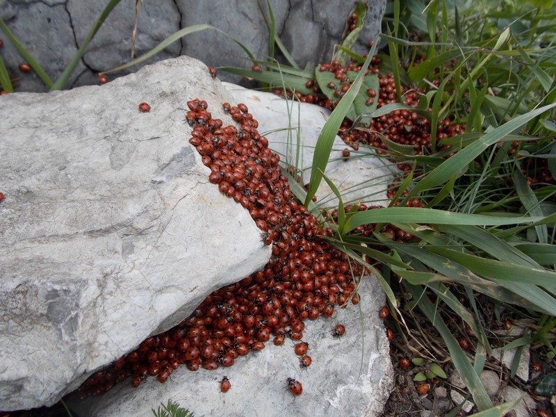 Суперхищники. Coccinellidae животные, факты