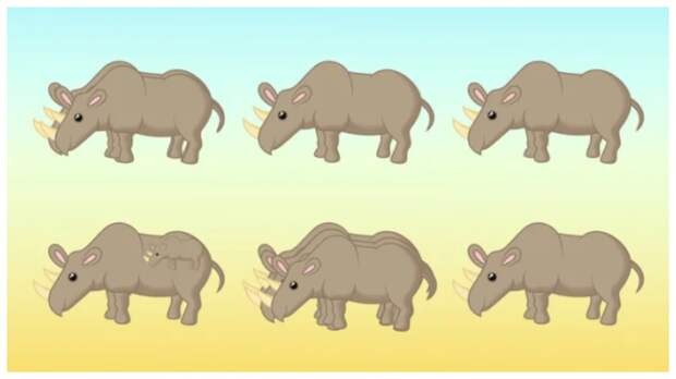Сколько носорогов вы видите?