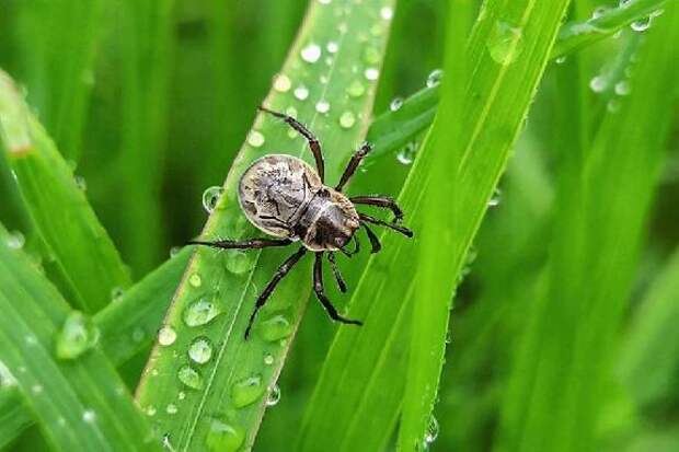 От укусов клещей с начала сезона пострадали 127 тамбовчан