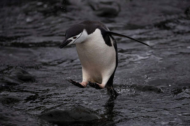 Ареал антарктического пингвина