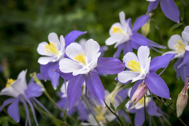 Необычный июньский цветок - аквилегия. Самые красивые и надежные сорта