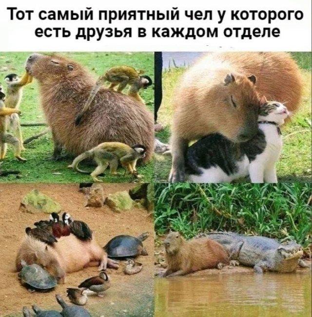 Смешные мемы (15 фото)