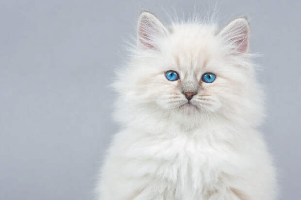 Порода белых пушистых кошек: список, описание, особенности содержания