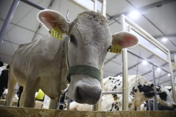 Карантин по пастереллезу ввели в Чувашии